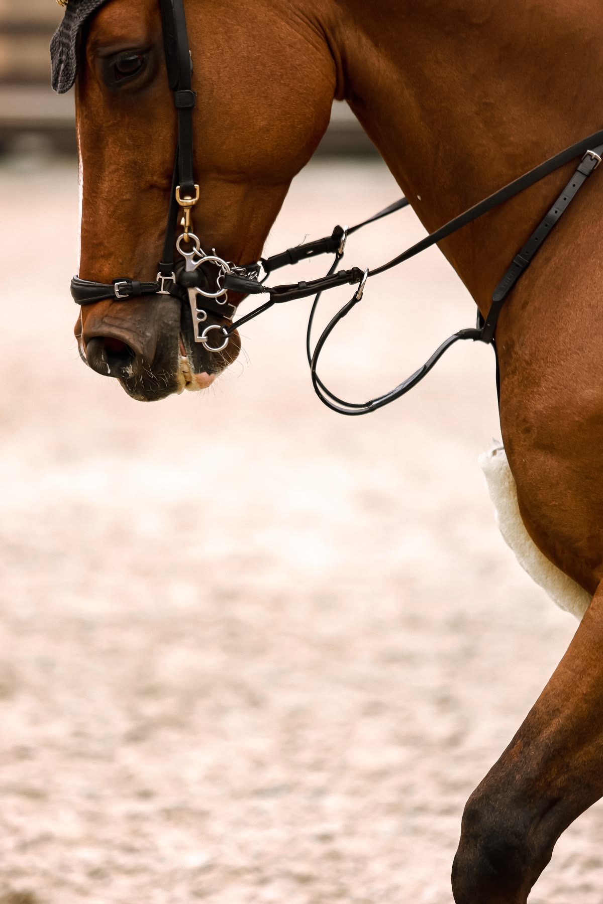Close-up of a bay horse's bridle and bit in the arena